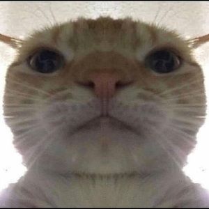 Meet your Posher, Truman